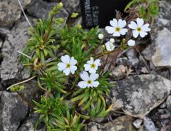 Androsace lactea at Royal Botanic Garden Edinburgh