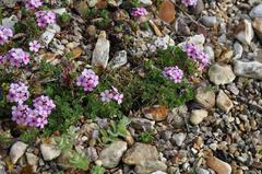 Androsace sempervivoides at the Royal Botanic Garden Edinburgh