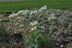 Anemone narcissiflora at Royal Botanic Garden Edinburgh