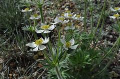 Anemone narcissiflora at the Royal Botanic Garden Edinburgh