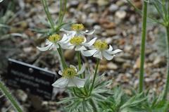 Anemone narcissiflora at the Royal Botanic Garden Edinburgh