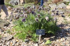 Anemone pulsatilla subsp. grandis with a plant label