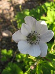 Himalayan Windflower