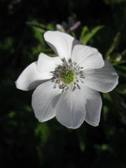 Himalayan Windflower