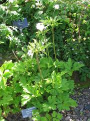 Himalayan Windflower