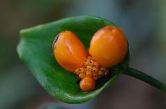 Infructescence of an Araceae plant