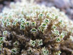 Arenaria lithops at the Royal Botanic Garden Edinburgh