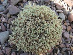 Arenaria lithops plant at the Royal Botanic Garden Edinburgh