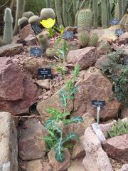 Argemone flower at the Royal Botanic Garden Edinburgh