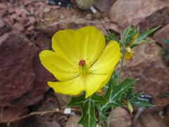 Eschscholzia californica flower at Royal Botanic Garden Edinburgh