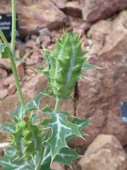 Argemone flower in Royal Botanic Garden Edinburgh