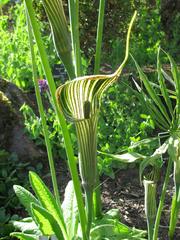 Arisaema ciliatum plant at Royal Botanic Garden Edinburgh