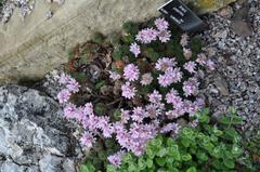 Armeria juniperifolia at the Royal Botanic Garden Edinburgh