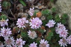 Armeria juniperifolia at the Royal Botanic Garden Edinburgh