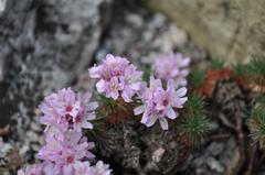 Armeria juniperifolia at the Royal Botanic Garden Edinburgh