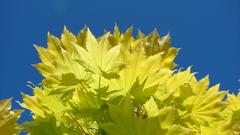 Acer tree with vibrant autumn foliage in RBGE