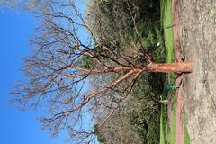 Acer griseum tree in winter