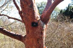 trunk of Acer griseum (paperbark maple) tree with plant label