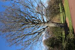 Acer heldreichii var macropterum tree in spring