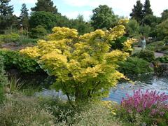 Acer shirasawanum 'Aureum' leaves