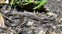 Collared Reed Snake Calamaria pavimentata