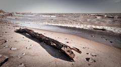 A piece of wood at the shores of Woodbine Beach