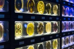 cultured microorganisms in petri dishes