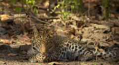 Mala, a female leopard at Rajaji National Park