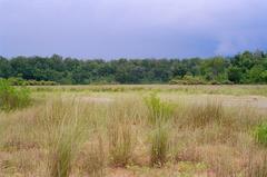 Grasslands in Chilla Range of Rajajaji National Park, Uttarakhand, India