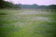 grass flowering after first rains in Rajaji National Park