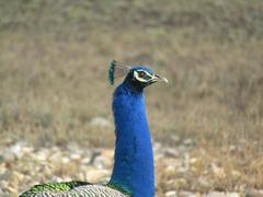 Indian peafowl male at Rajaji National Park