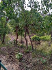 Rajaji National Park pre-monsoon deciduous forest