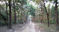 Scenic view inside Rajaji National Park