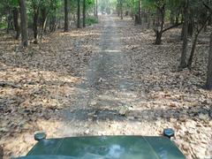 Rajaji National Park safari landscape