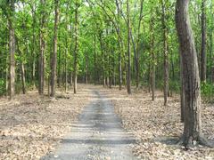 scenic view of Rajaji National Park during safari