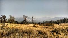 naked tree in Rajaji National Park with Himalayan foothills