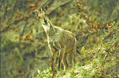 adult male goral up in a tree