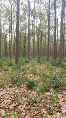 Rajaji National Park in the early hours