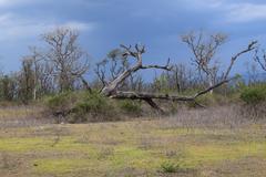 Rajaji National Park during noon with approaching thunderstorm