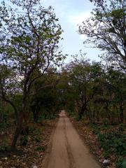 Causeway stretching through dense deciduous forests at Rajaji National Park