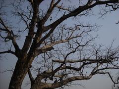 Tree offering shelter to birds at Rajaji National Park