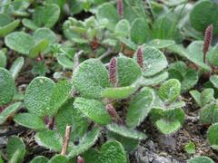 Salix reticulata plant in Schynige Platte Alpine Garden