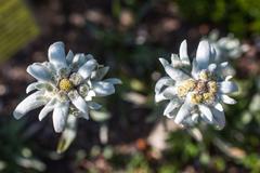 Edelweiss flower in Schynige Platte Botanical Alpine Garden