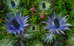 Eryngium alpinum at Schynige Platte Alpine Botanical Garden