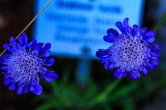 Schynige Platte Botanical Alpine Garden Scabiosa lucida