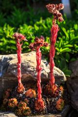 Sempervivum tectorum at Schynige Platte Botanical Alpine Garden