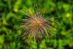 Pulsatilla alpina in Schnige Platte Botanical Alpine Garden