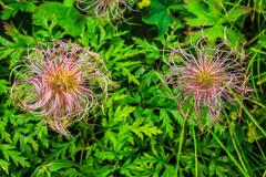 Pulsatilla alpina flower in Schnige Platte Botanischer Alpengarten