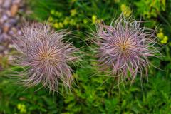 Pulsatilla alpina in Schnige Platte Botanical Alpine Garden