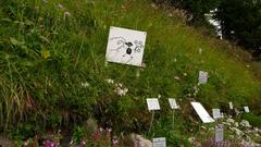 Schynige Platte Alpine Garden in Switzerland